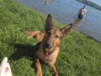 Belgischer Schäferhund-Mischling