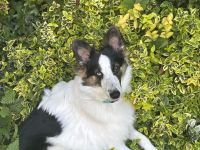 Süßer Hund