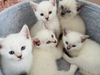 Siam / BKH mix Kitten