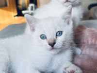 Siam / BKH mix Kitten