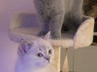 Unsere kleine geimpfte BKH/BLH Schätze suchen ihr Für immer Zuhause