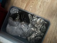 Süße kitten abzugeben