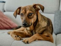 Nille auf Pflegestelle in 85737 Ismaning sucht ihr Für-immer-Zuhause