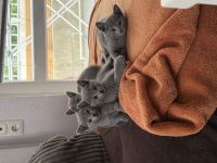 Russische blau Katze