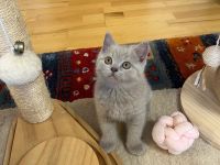 BKH Kitten mit Stammbaum