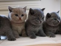 BKH Kitten mit Stammbaum