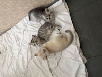 Bkh kitten zu verkaufen