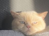 Kater „Zu verschenken!