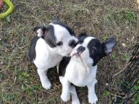 Boston Terrier Welpen