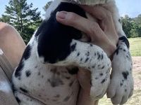 🐾 Wunderschöne Deutsche-Doggen-Welpen suchen liebevolle Familien! 🐾