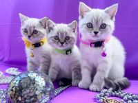 BKH Kitten exklusiv mit dem gewissen Etwas | Stammbaum & erweiterter Gentest der Mama