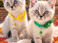 BKH Kitten - Nur noch 2! Reinrassig & einfach charmant und jetzt bereit zum Umziehen!