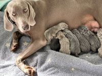 Weimaraner -Welpen aus behördlich genehmigter Hundezucht mit genetischer Auswertung