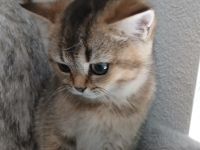 🐾 Reinrassige BKH-Kitten suchen liebevolles Zuhause 🐾