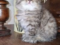 BKH Kitten zwei Mädchen Abgabe ab 18.10.26