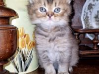 BKH Kitten Mädchen und Junge Abgabe ab 18.10.26