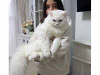 weißer BKH Deckkater mit blauen Auge