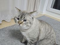 BKH Deckkater Silver – 1,5 Jahre – erfahren