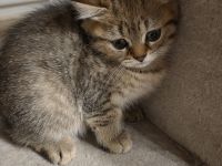 Süßes BKH kitten