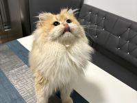 Deckkater mit Stammbaum