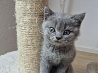 Britisch KurzhaarBKH Kitte Mädchen sucht ein neues Zuhause!!