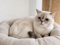 Traumhaft schöner BKH-Kater in lilac tabby point sucht sein Für-immer-Zuhause