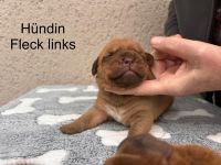 Bordeauxdoggewelpen