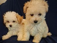 Maltipoo Welpen