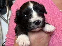 Maltipoo Havapoo