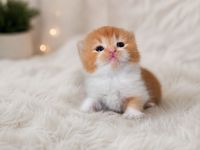 Wunderschönes BKH Kitten in Red-White – kleine Prinzessin sucht ihre Herzensmenschen 💗