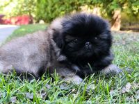 Pekinese - Pekingese