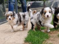 **KNIGHTS** - Mini Aussie Welpen, Miniature Australian Shepherd Welpen in Blue Merle