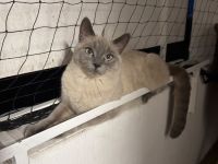 Siam Ragdoll kitten sucht liebevolles Zuhause