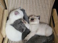 🐾 Liebevolle BKH-Mix-Kitten suchen ein neues Zuhause 🐾