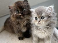 Blh+bkh kitten