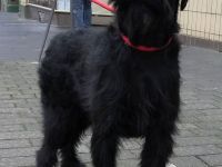 Riesenschnauzer