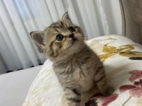 Bkh kitten reinrassig golden