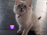 Kitten Heilige Birma