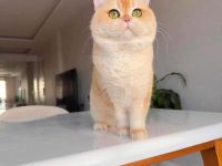 BKH Golden Shell NY12 Zuchtkater mit WCF-Stammbaum