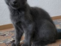 Maine Coon und Turkisch Angora