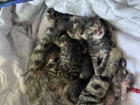 Katzenbabies