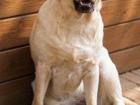 junge helle Labrador Hündin sucht neues liebes Zuhause