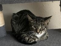 Hübsches Katzenmädchen sucht neues Zuhause