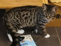 Hübsches Katzenmädchen sucht neues Zuhause