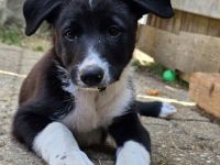 Border Collie x Berner Sennenhund Welpen suchen ihre Menschen