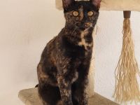 Bombay - Europäisch Kurzhaar Tortie / Tuxedo