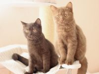 BKH Kitten in Chocolate und Cinnamon