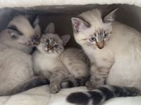 Ragdoll-Bengal-mix Kitten suchen Für-Immer-Zuhause