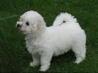 Zuckersüße Bichon Frise Welpen