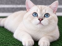 Deckkater Stammbaum blauen Augen BKH Farbe seal-silver-shaded-point ns 11 33